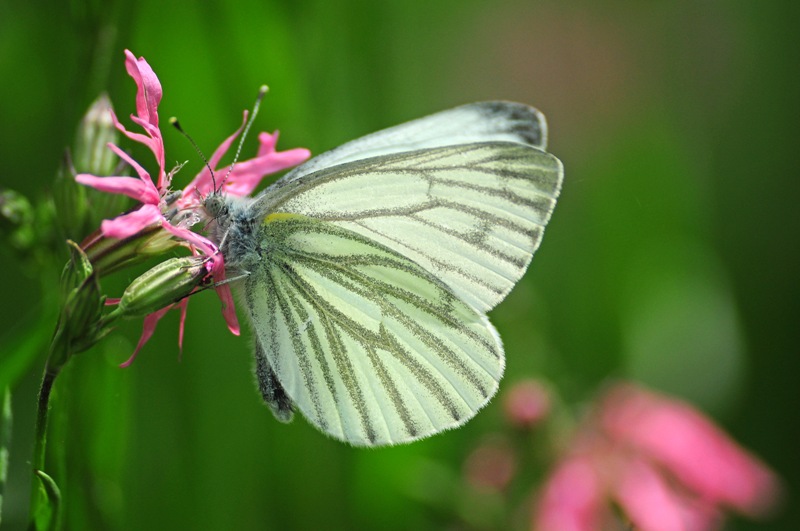 Pieris napi - Pieridae